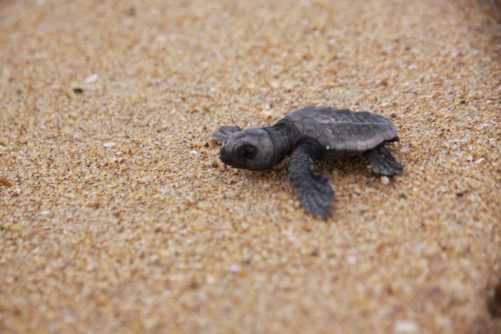 ウミガメ - 岡垣町観光協会